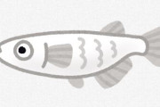 【生物】改良メダカ、野外水域で次々発見され問題に　「第3の外来種」と呼ばれ始める