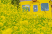 写真家「電車と菜の花の組み合わせ綺麗だなぁ」ﾊﾟｼｬ　撮り鉄「構図がなってない」