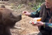 【動画】人間「ほら、食え」ヒグマ「えっビッグマックですか・・・？」