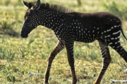 シマウマなのにシマ模様じゃない！？黒地に白のドット柄のシマウマが発見される（アフリカ）