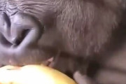 【動画】ゴリラさん、お前らの予想を裏切るバナナの食べ方をしてしまう