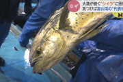 定置網に大量にかかる謎多き魚「水揚げ時に暴れてイカを食べたり」富山湾の年間漁獲量トップ3に躍り出た“シイラ”に漁師困惑