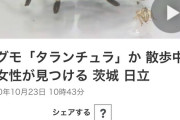 タランチュラ、日本に侵攻してくる