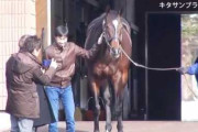 【競馬】社台がハービンジャーをめちゃくちゃ評価してる件【芝の偏りがすごい】