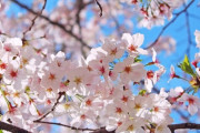 韓国人「桜の花は日本起源です」韓国で咲いているソメイヨシノは、日本のソメイヨシノ　韓国の反応