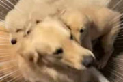 パパ犬が床でくつろごうとする。わ～いパパぁ！ → 子犬たちはこうなっちゃう…