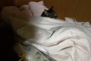 【画像】ワイのねっこ、居ないと思ったら自分で布団に入ってたｗｗｗｗ
