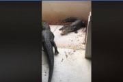 野生のワニさん、家の玄関前で死闘を繰り広げてしまう・・・　米フロリダ州（動画あり）