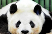神戸のパンダ、契約社員だった！？7月にも契約満了