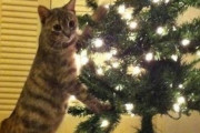 【ねこ画像】クリスマスツリーにダイブした猫さん…とんでもないポーズになってますwww