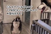 なんでわいが下やねん！二段ベッドどっちが上に寝るか問題でハスキーが徹底抗議