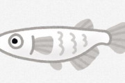 【♂不要】メダカのメスが、卵も精子も作れる仕組みを解明　名古屋大