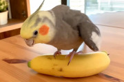 バナナさんと遊ぼ！何度もバナナに乗っかるオカメインコがかわいい