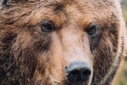 【札幌】クマに襲われ男性２人重傷…市の依頼で巣穴の調査をしていたという