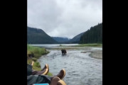 【動画】アラスカ人「熊来たな…」 熊「人おるな…」