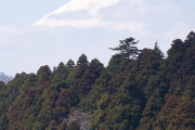 今、箱根の登山鉄道に乗ってるが、パワー無さすぎだろ？バス以外じゃね？