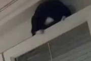ネコが窓の上にいた。何をする気ですか？ するるるる～ → 猫はこうします…