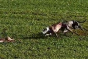 【動画】鋭角な方向転換で狩猟犬の追跡を避けまくるウサギを空撮。