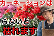 花屋のカーネーション「3500円で～す?」