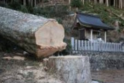 神社のご神木が切り倒されてる光景　「今なら無料で切ってあげますよ」と言われたので、切ってしまったとのこと