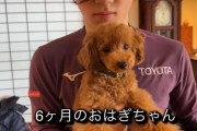 宇野家 凄すぎる！「3年足らずで ブリーダーさんから信頼されて子犬の合宿先になってる」「４モフいて社会性が身につくからってのもあるけど子犬を託される信用すごい」