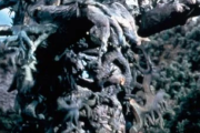 ウルトラセブンの怪獣・宇宙人全部覚えてる？