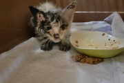 【感動】粘着剤でベトベトになった子猫ちゃん、心優しいYouTuberに偶然拾われ一命を取り留める