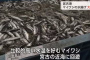 富山湾で「船が沈んじゃうくらいのイワシ」 岩手県でも今年すでに去年の1年分の水揚げ量を上回る