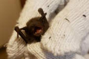 至急　家の中にコウモリ入ってきた
