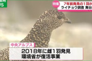 楽韓さん、本日の動向 - 中央アルプスのライチョウが激増したんですって