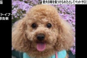 【これマジ？】愛犬が“トリミング中にのどを傷つけられ”その後死ぬ・・・