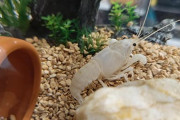 白いザリガニ飼ってるけど質問ある？