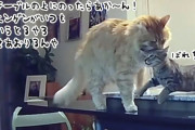 子猫に家のマナーを教える先住猫。テーブルに乗った猫を口にくわえてやさしく降ろす