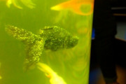 【悲報】アートアクアリウム、金魚に病気蔓延しまくりでキモいと話題に