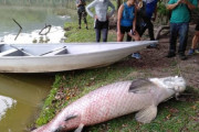 いったいなぜ？アマゾンにいるはずの巨大魚「ピラルクー」が、なぜかマレーシアで発見される