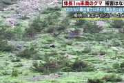 クマ、増える？福島県だけで7000頭か？