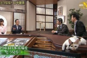 【gif】ネッコ｢構えｗｗｗｗｗｗｗｗｗｗｗ｣