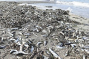 【砂浜埋め尽くす】マイワシ大量打ち上げ「これまで見たことがない」 青森・陸奥湾東岸