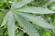 【アホ】男子高校生「大麻栽培して儲けようぜｗｗｗ」 → 家族と喧嘩になり通報され逮捕