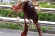 【知る】集合住宅ではザリガニが役に立つことがある動画。