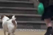 イヌとおばあちゃんが駅の階段をのぼる。ゆっくりでいいよ → 気遣う犬はこんな感じ…