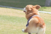街のパン屋さん「コーギー犬のお尻パンを売ってます～♪」　ワイ「とっても可愛いパンなんだろうな」【微閲覧注意】