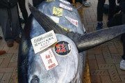 外国人「これが日本で1.4億円で落札されたマグロらしいぞ…」