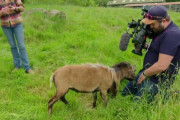 【悲報】天下のBBCカメラマン、怒った羊にタマタマを潰されるｗｗｗｗ