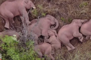 大移動中の象の群れ。森の中でみんなでお昼寝する様子をドローンが撮影(中国)