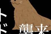 【速報】北海道に大量のトド襲来