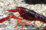 【環境】外来種の「アメリカザリガニ」放流禁止へ