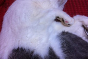 【再掲】ウチの猫  なんつーか寝相が悪過ぎる(´･ω･`)  もちっと上品に寝てくれんか…