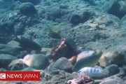 タコが魚に殴りかかる……嫌がらせの可能性も