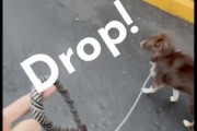 【動画】しっかりリードを握っていない飼い主を叱るイッヌｗｗｗｗｗ